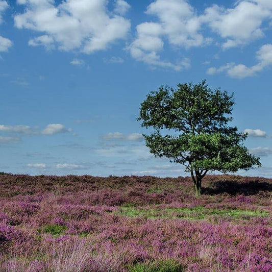 Heathland and Scrub - medium distinctiveness