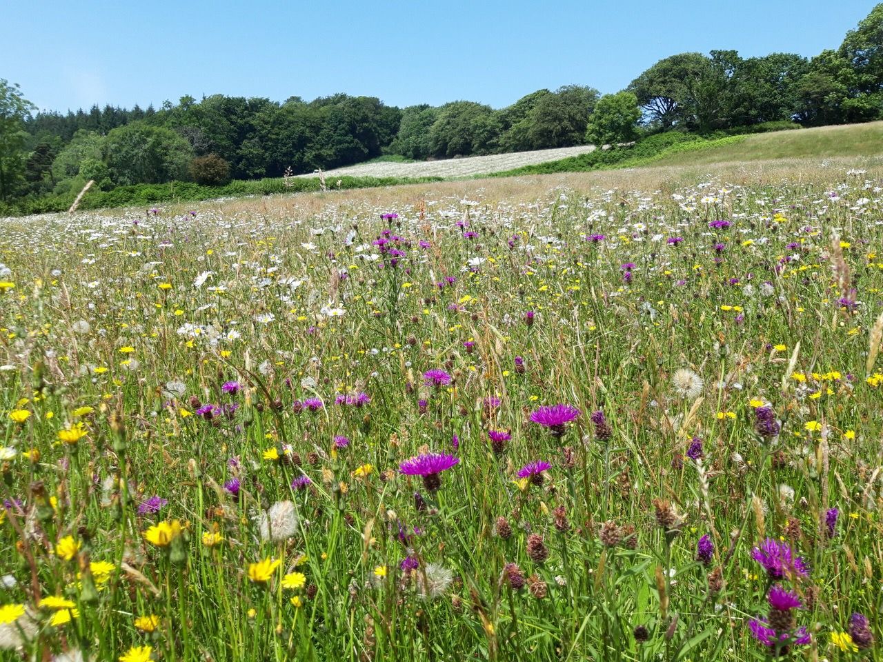 Neutral Grassland - high distinctiveness