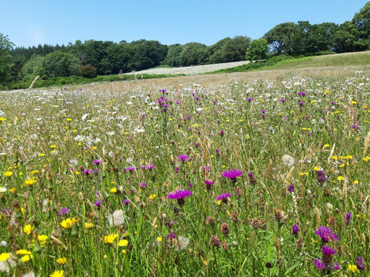 Neutral Grassland - high distinctiveness