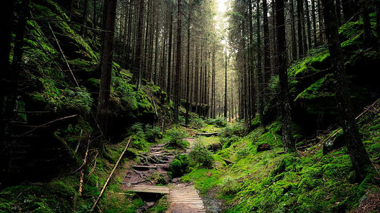 Woodland and forest - high distinctiveness