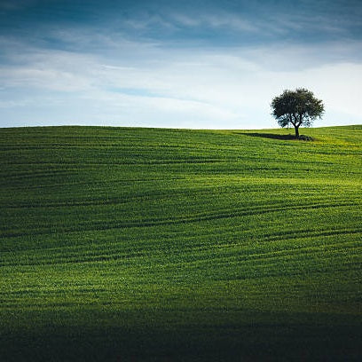 Individual Trees - medium distinctiveness