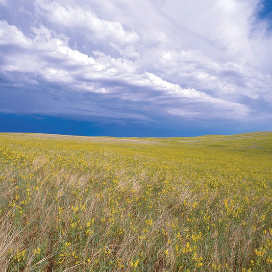 Neutral Grassland - medium distinctiveness