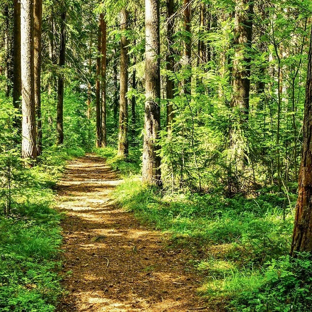 Woodland and forest - medium destinctiveness