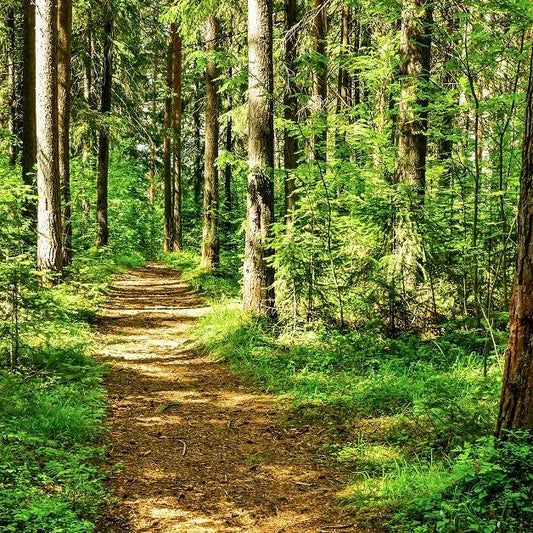 Woodland and forest - medium destinctiveness